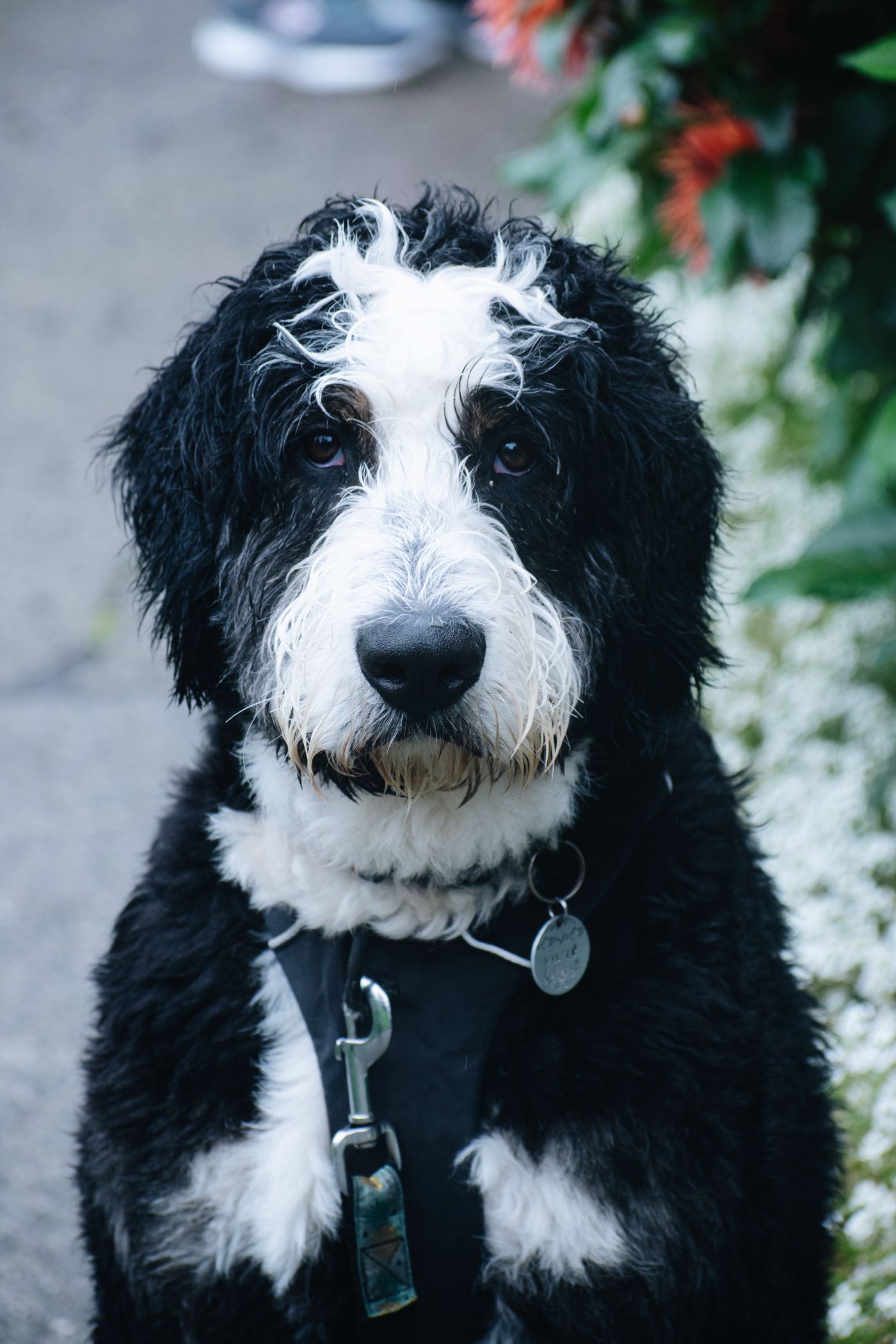 A curly-coated Bernedoodle puppy with black, white, and tan markings