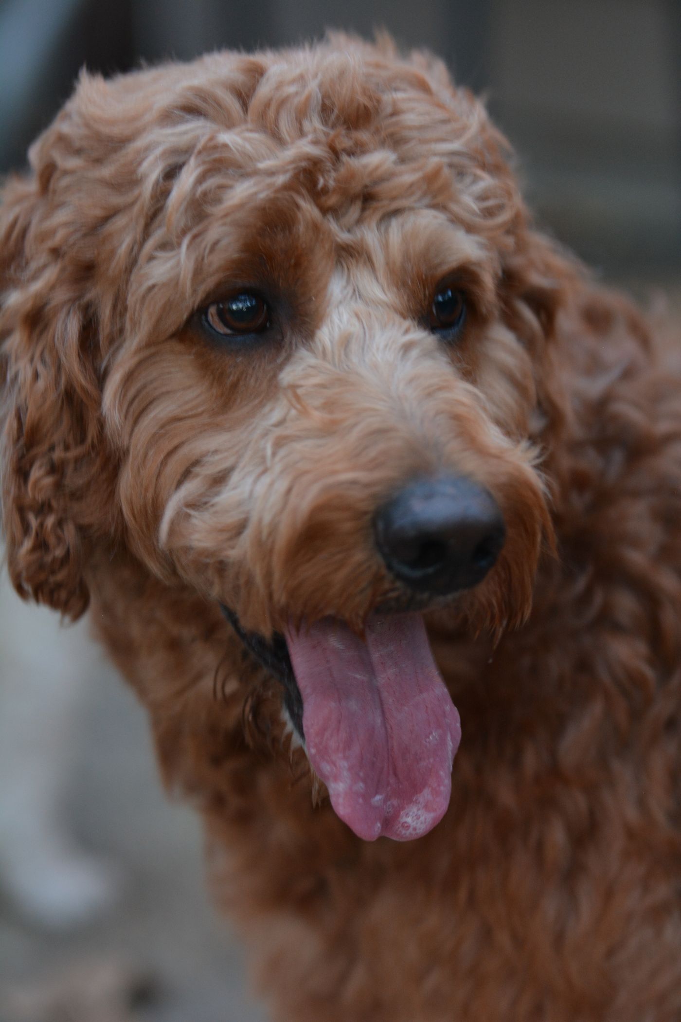 A warm close-up of a curly-coated goldendoodle with a happy, gentle expression