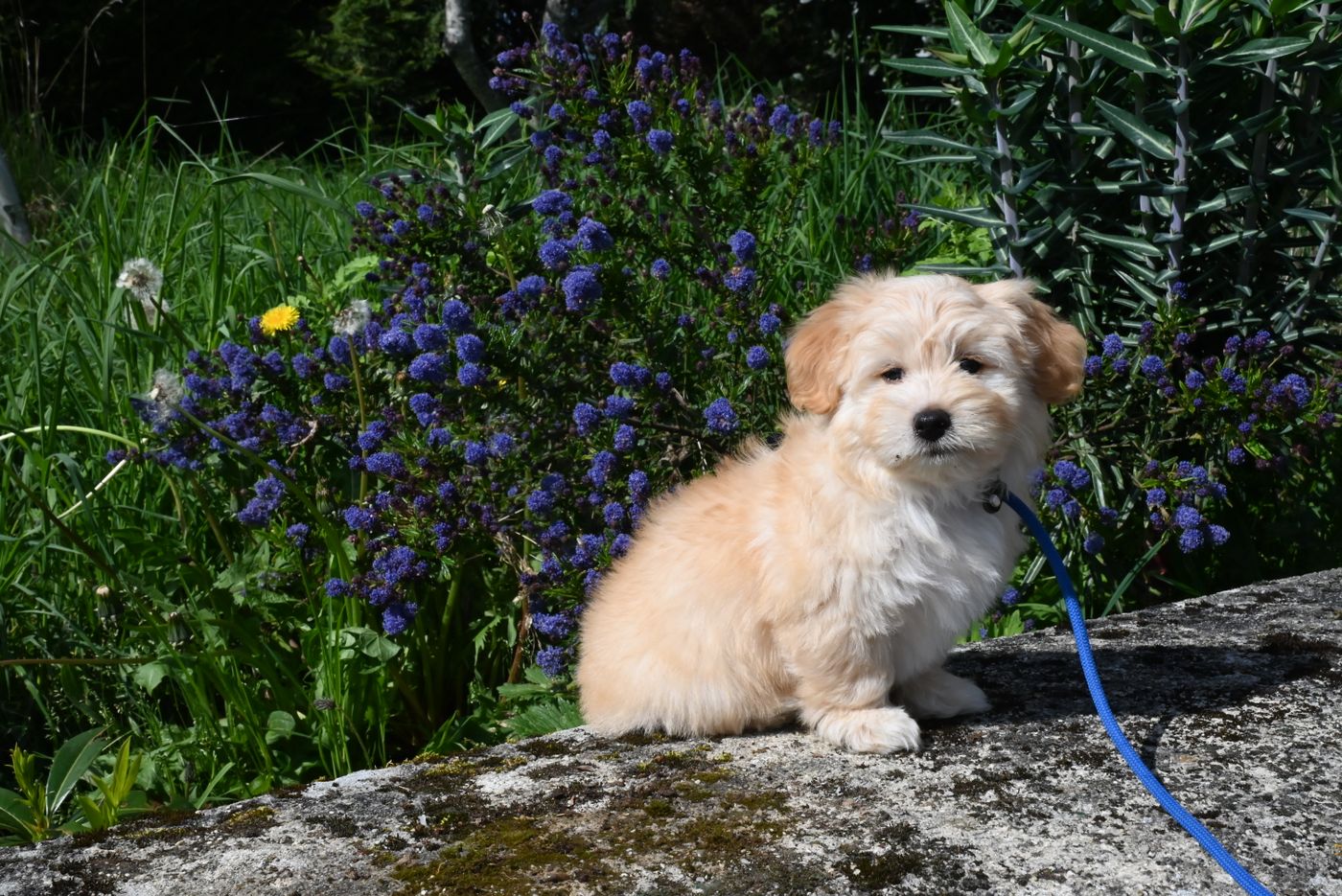 A Havanese dog with a soft wavy coat