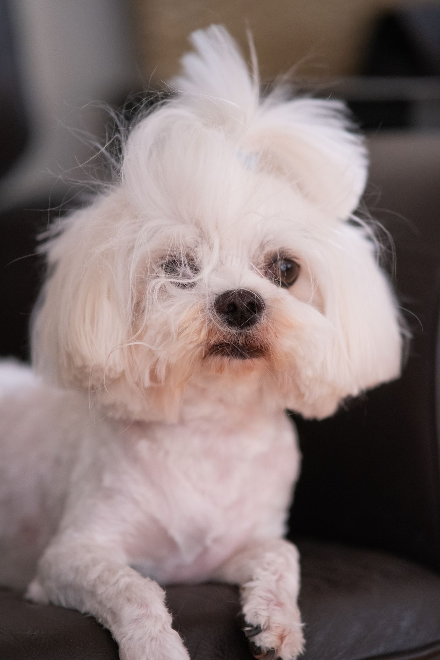 A small white Maltese dog with a silky coat
