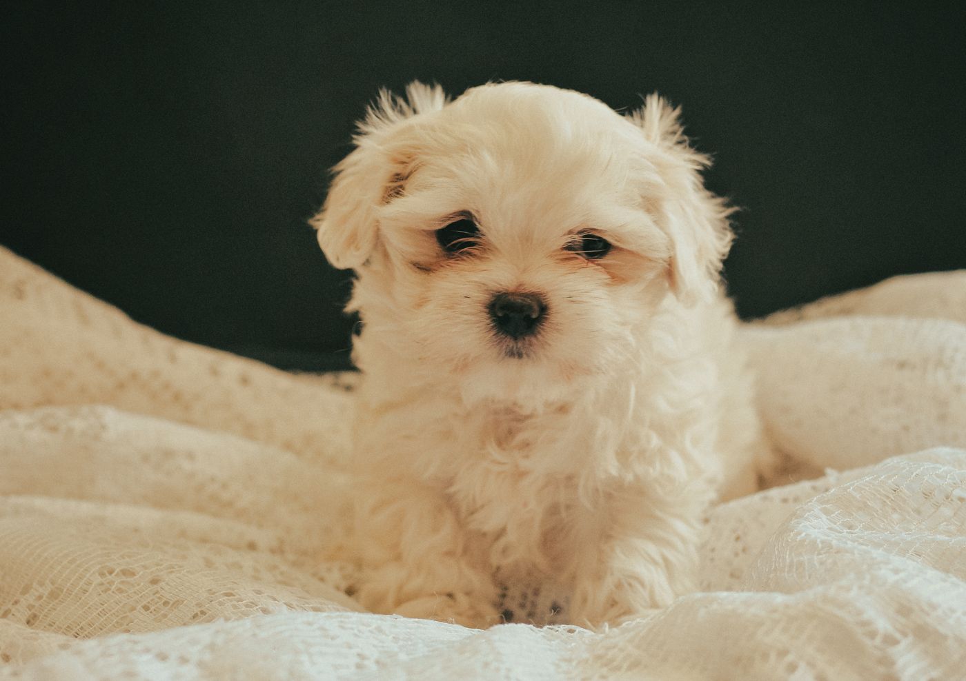 A small fluffy white and tan Maltipoo puppy