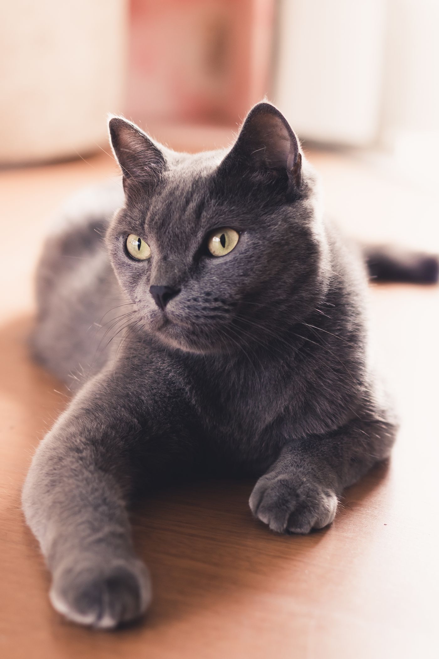 A gray Russian Blue cat resting calmly indoors