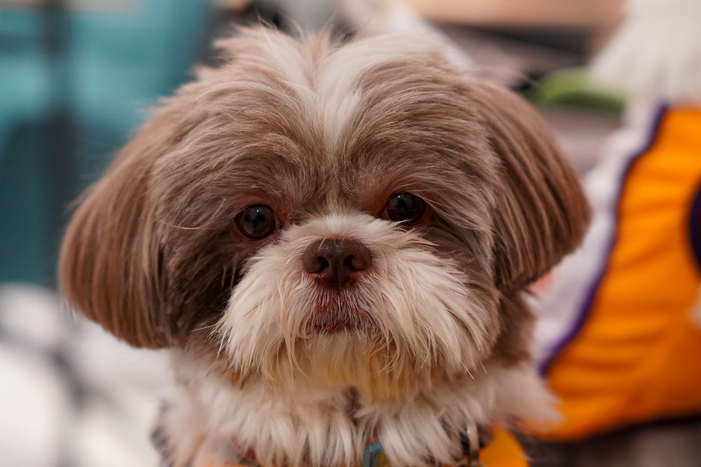 A small Shih Tzu with a long flowing coat