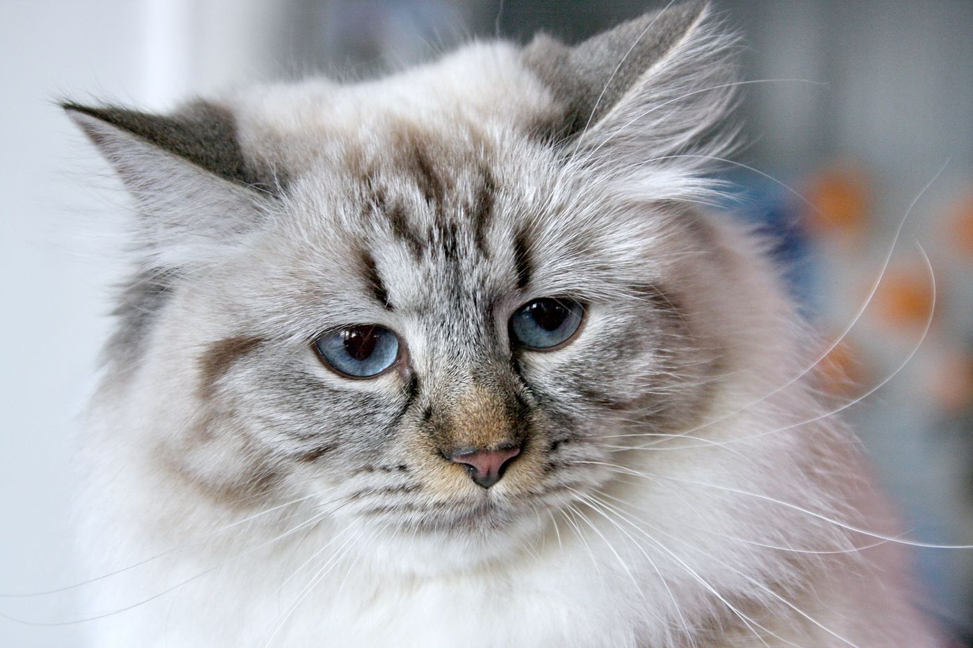 A fluffy blue-eyed Siberian cat looking at the camera