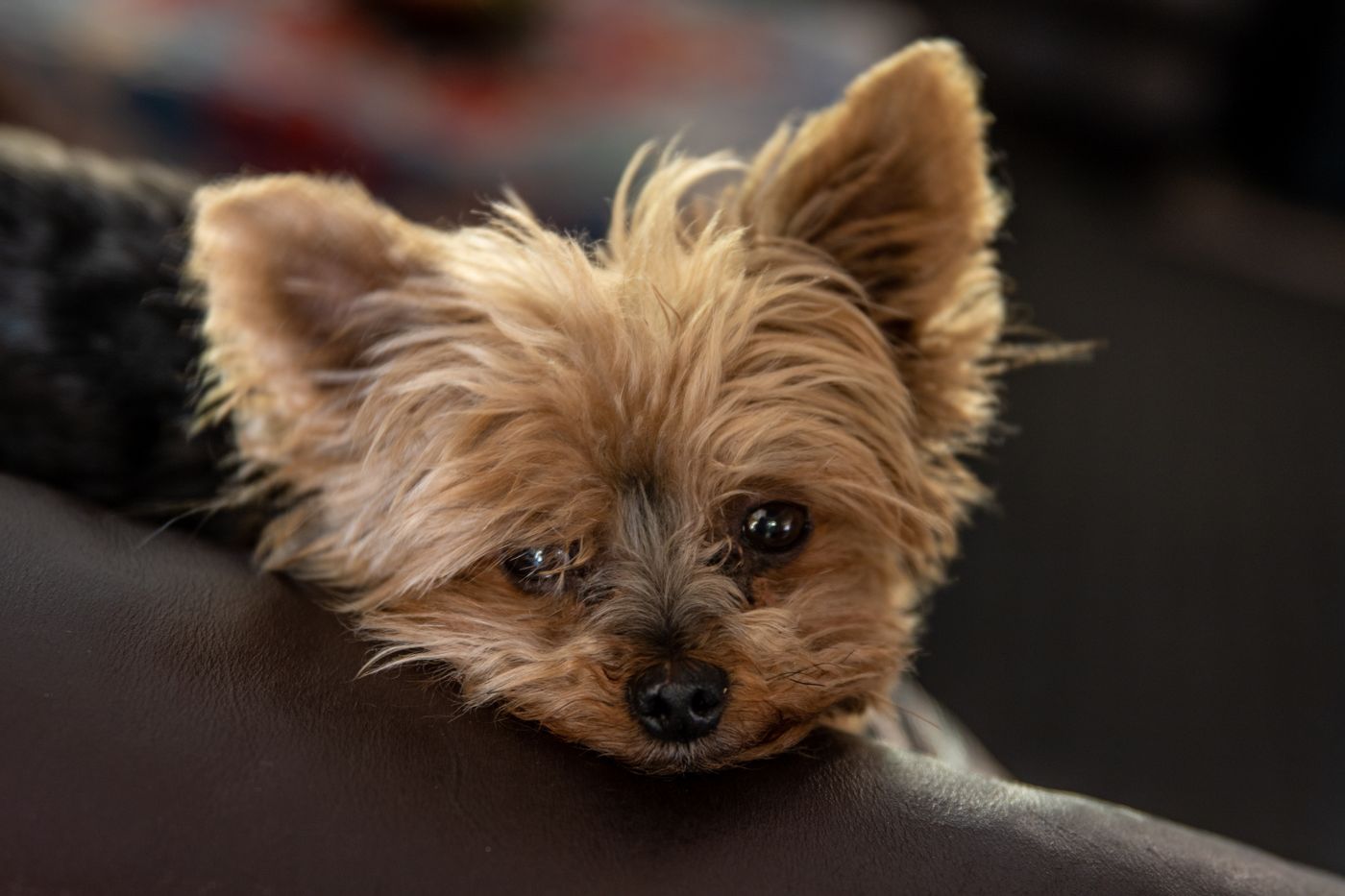 A small Yorkshire Terrier with a fine silky coat